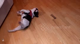 French Bulldog has hilarious reaction to a toy bone