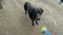 My Dog Fails to do Dog Things