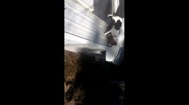 Chipmunk Craze