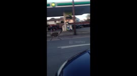 Emu on the loose in Torrington, UK