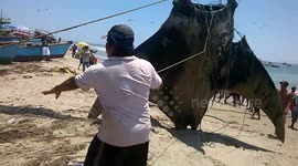 Huge manta ray caught in Peru