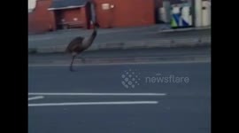 Emu on the loose in Torrington, UK