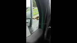 Snake on windshield Part 2