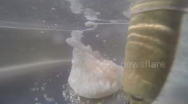 Underwater view of poached egg