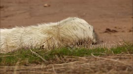 Cute Baby Seal Calls For Mum