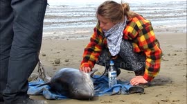 Porpoise dies after rescue attempt on UK beach