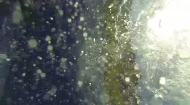 Whale Shark