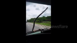Snake takes ride on US car windscreen
