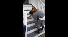 Bullmastiff gets stubborn when playtime ends
