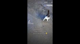 Local stray cat follows dog walker while on her walk down the street