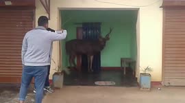 Officials in India rescue injured deer that strayed into villager's residence