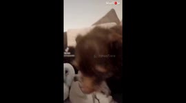 'Kiss Your Pet Challenge with Friendly Little Dogs'
