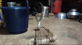 Furious cobra gets stuck in mousetrap while sneaking around home in India