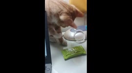 A cat playing with a bracelet and playing with a cloth shaft