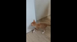 Cat playing hide-and-seek back and forth behind a whiteboard