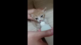 A cat that eats cutely and deliciously while plucking its ears