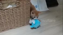 A baby cat playing with an attached doll while tapping it