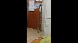 Clever cat trying to pull out the mask with recoil