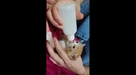 Cute baby cat drinking milk comfortably while holding it in human hand