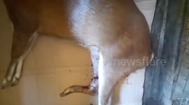 Wildlife officials rescue entrapped deer in Sri Lanka