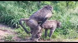Animal love; Chacma Baboons mating in broad daylight during one of our Safaris from Durban
