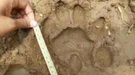 Buffalo killed and two calves injured by Sumatran tiger in Indonesia