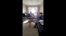 Canadian man's workstation turns into cage so dogs can run free