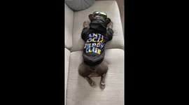 French bulldog on quarantine day 1000000000