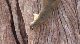 There’s a snake in there! Squirrels blow hiding Python’s cover.