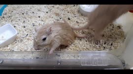 세상이 궁금한 두마리의 마음이 맞지 않는 몽골리안 저빌 3월 12일 오늘의 다른 숙소에서의 모습