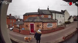 'Dog Doesn't Want to Go Home after a Walk '