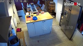 'Puppy Discovers Where the 'Good Stuff' is at'