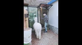 Alpaca animals exotic korea southkorea tour event nearby seoul