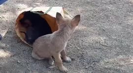 Cases of Parvovirus in dogs increases in central India