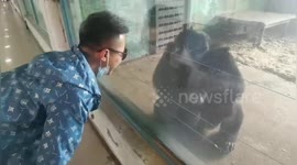 Chimpanzee mimics man's movements as they run alongside enclosure at Chinese zoo