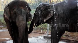 Slow motion shots of elephant bathing in river