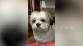 Adorable pet Shih Tzu smiles to stop owner from scolding him
