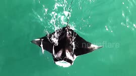 A drone photographer captured baby manta ray gliding through crystal clear water