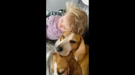 A little girl snuggling with 2 beagles on the sofa