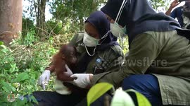 Baby orangutan who was torn from his mother's arms after she was shot dead and caged by hunters has been freed