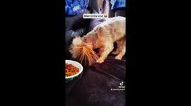 Dog's ears get full of static when she tries to bury treat in couch