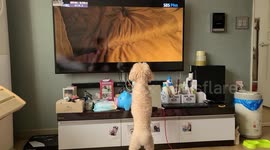 Watching dogs on TV, misunderstanding as friends, keep watching TV