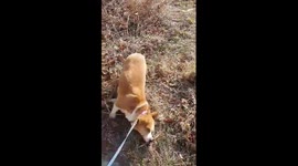 This dog wants to take a bath in the grass. and, I have to wash my dog.
