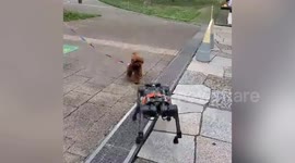 Robot dogs greet a confused puppy in a Japanese university