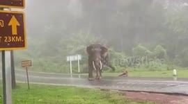 Elephant plays with traffic cone during rain showers in Thailand