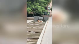 Cheeky pet dog cools off by swimming in public fountain in Australia