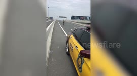 Kind policeman saves injured kitten trapped on overpass in Thailand