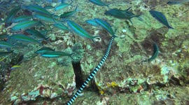 Beautiful sea krait swims among fish in coral reef in southern Thailand