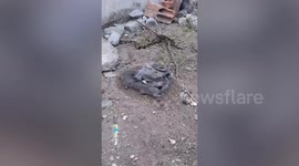 Six mice bite each other’s tail to form a circle while running