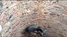 Rescuers in northern India haul bull from bottom of deep well